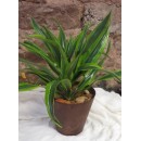 Golden Dracena